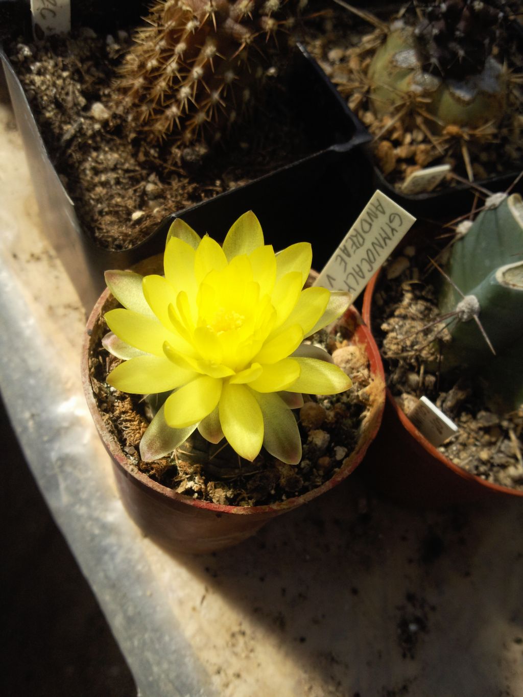 Gymnocalycium andreae v.grandiflorum